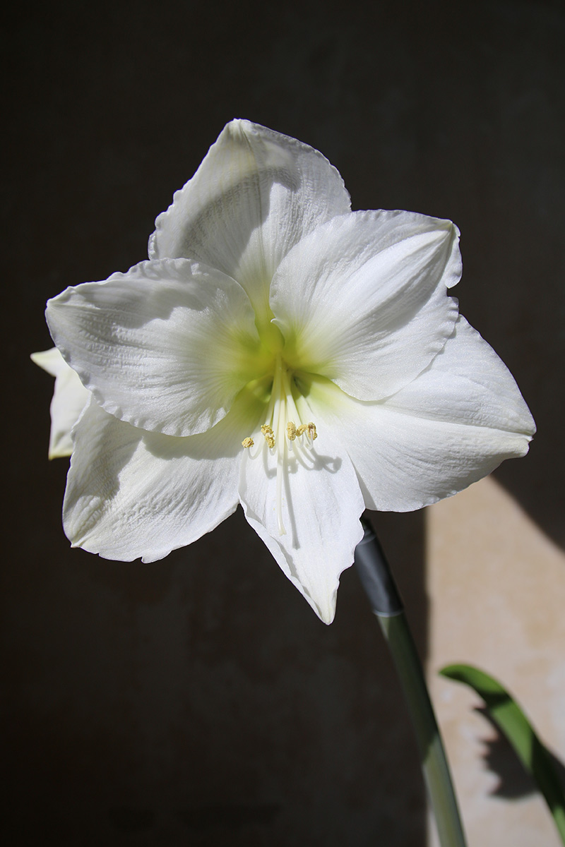 Amaryllis